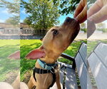 Small #2 American French Bull Terrier