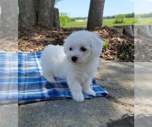 Cavachon Puppy for sale in CLARKRANGE, TN, USA