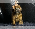 Small #2 Poodle (Toy)