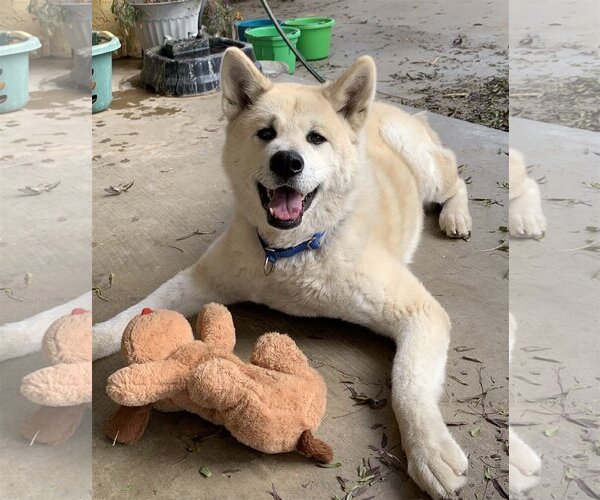 Medium Photo #2 Akita Puppy For Sale in Santa Clarita, CA, USA