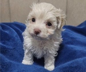 Maltipoo-Poodle (Toy) Mix Puppy for sale in PALM COAST, FL, USA