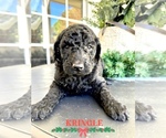 Small Photo #7 Goldendoodle Puppy For Sale in ROCKY MOUNT, NC, USA