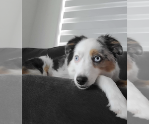 Father of the Miniature Australian Shepherd puppies born on 06/16/2026