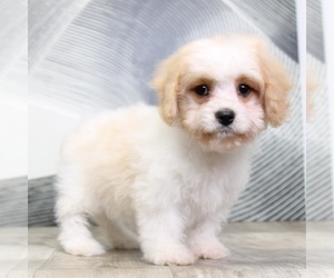 Cavachon Puppy for sale in WESTPOINT, IN, USA
