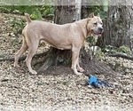 Small Photo #12 Cane Corso Puppy For Sale in HUDSON, NH, USA
