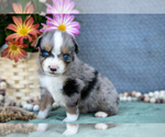 Small Photo #12 Miniature Australian Shepherd Puppy For Sale in CLARE, MI, USA