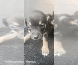 Mutt Dog for Adoption in San Antonio, Texas USA