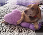 Small #3 Beagle