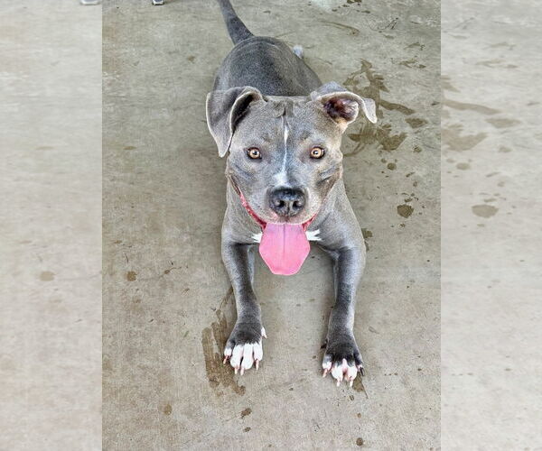 Medium Photo #6 American Pit Bull Terrier-American Staffordshire Terrier Mix Puppy For Sale in Redlands, CA, USA