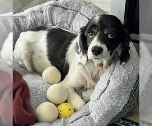 Hank - Male Cocker Spaniel Dog for Adoption - Photo #4