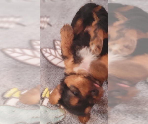 Medium Photo #283 Yorkshire Terrier Puppy For Sale in AKRON, OH, USA