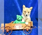 Puppy 3 Pembroke Welsh Corgi