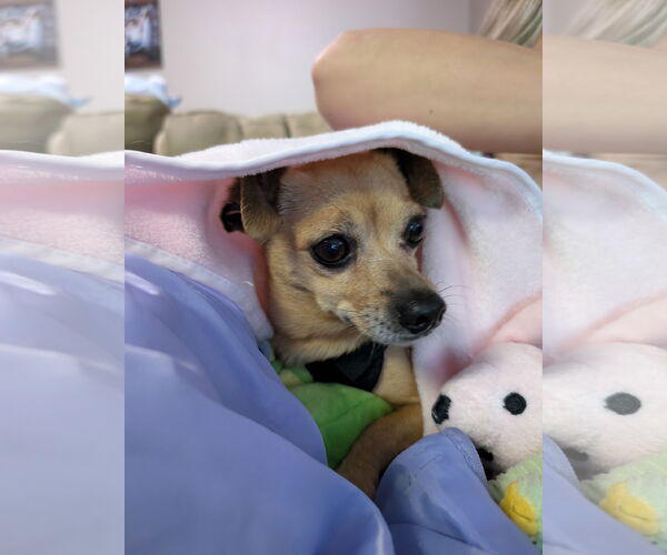 Medium Photo #5 Chihuahua-Unknown Mix Puppy For Sale in Farmington, MN, USA