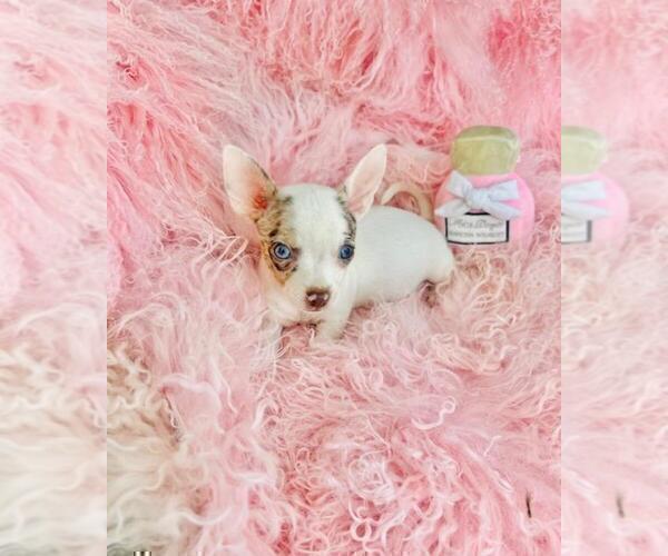 Medium Photo #22 Chihuahua Puppy For Sale in MIAMI, FL, USA