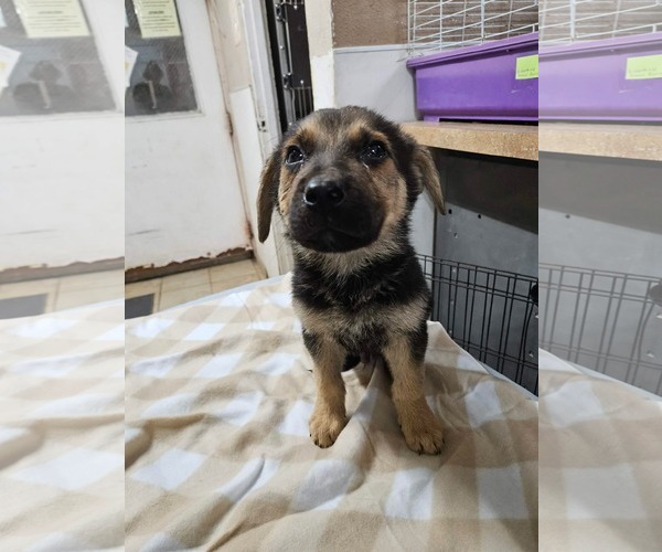 Medium Photo #1 Mutt Puppy For Sale in El Centro, CA, USA