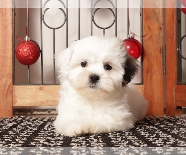 Medium Photo #6 Zuchon Puppy For Sale in NAPLES, FL, USA