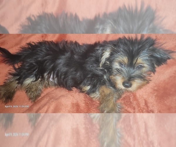 Medium Photo #15 Yorkshire Terrier Puppy For Sale in AKRON, OH, USA