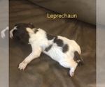Small Photo #2 English Springer Spaniel Puppy For Sale in SHEBOYGAN, WI, USA