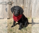 Small Photo #9 Chesa-Poo Puppy For Sale in ABILENE, TX, USA