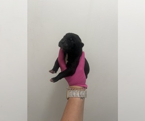 Medium Great Dane