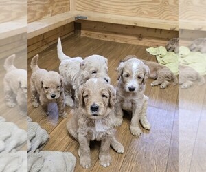 Goldendoodle Puppy for sale in HUDDLESTON, VA, USA