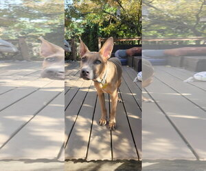 Mutt Dogs for adoption in Sandy, UT, USA