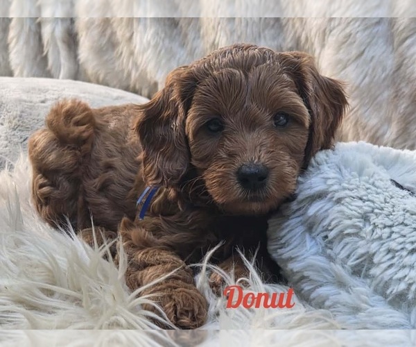 Medium Photo #1 Cavapoo-Poodle (Miniature) Mix Puppy For Sale in STATEN ISLAND, NY, USA