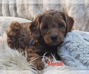 Medium Cavapoo-Poodle (Miniature) Mix