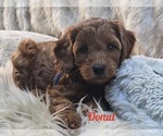 Puppy Donut Cavapoo-Poodle (Miniature) Mix