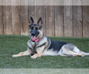 Ivy - Female German Shepherd Dog Dog for Adoption - Photo #2