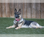 Small #1 German Shepherd Dog