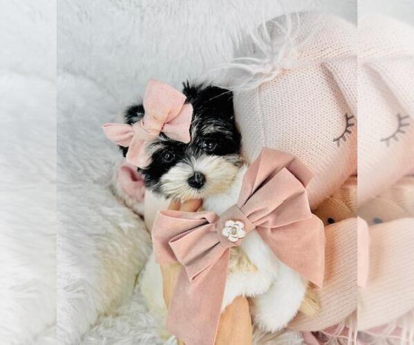 Medium Photo #2 Morkie Puppy For Sale in PEMBROKE PINES, FL, USA