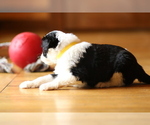 Small Photo #3 Sheepadoodle Puppy For Sale in STANLEY, VA, USA