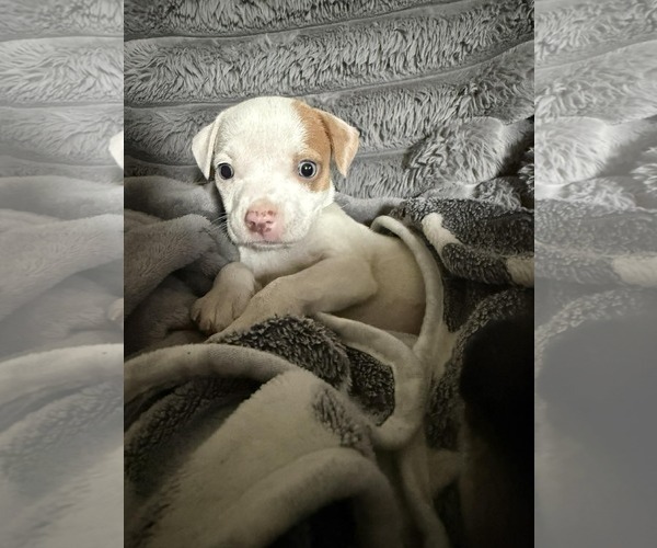Medium Photo #2 Mutt Puppy For Sale in pomfret, CT, USA