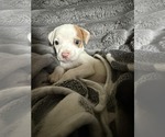 Small #1 Mutt
