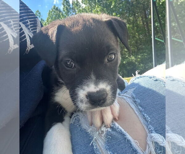 Medium Photo #3 Labrador Retriever-Unknown Mix Puppy For Sale in Chester, VA, USA