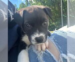 Small #2 Labrador Retriever Mix
