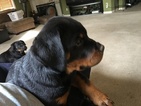 Small Photo #11 Rottweiler Puppy For Sale in OAKLEY, CA, USA