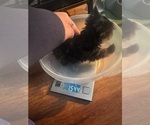Small #6 Yorkshire Terrier
