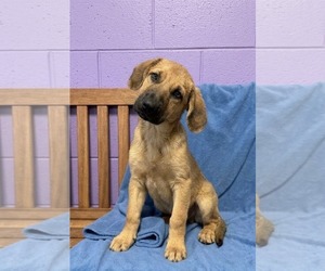 Mutt Dogs for adoption in Genesee, WI, USA