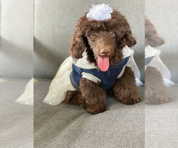 Medium Photo #2 Poodle (Toy) Puppy For Sale in PALO ALTO, CA, USA