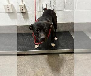 Mutt Dogs for adoption in Forestville, MD, USA