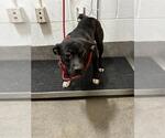 *TAMMY - Female Mutt Dog for Adoption - Small photo