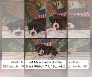 Boxer Puppy for sale in LINN GROVE, IN, USA