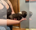 Small Photo #4 Akita Puppy For Sale in CHESAPEAKE, OH, USA