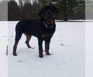 Rottweiler Puppy for sale in MARATHON, NY, USA