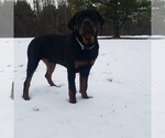 Small Rottweiler
