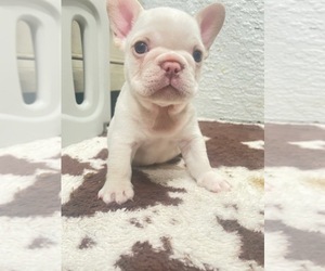 French Bulldog Puppy for sale in NORTH PORT, FL, USA