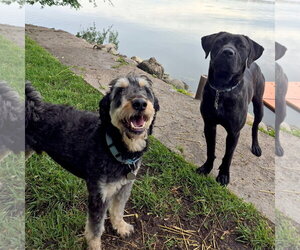 Odin - Male Rottle Dog for Adoption - Photo #10