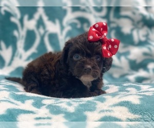 Cavalier King Charles Spaniel-Cavapoo Mix Puppy for sale in LAKELAND, FL, USA